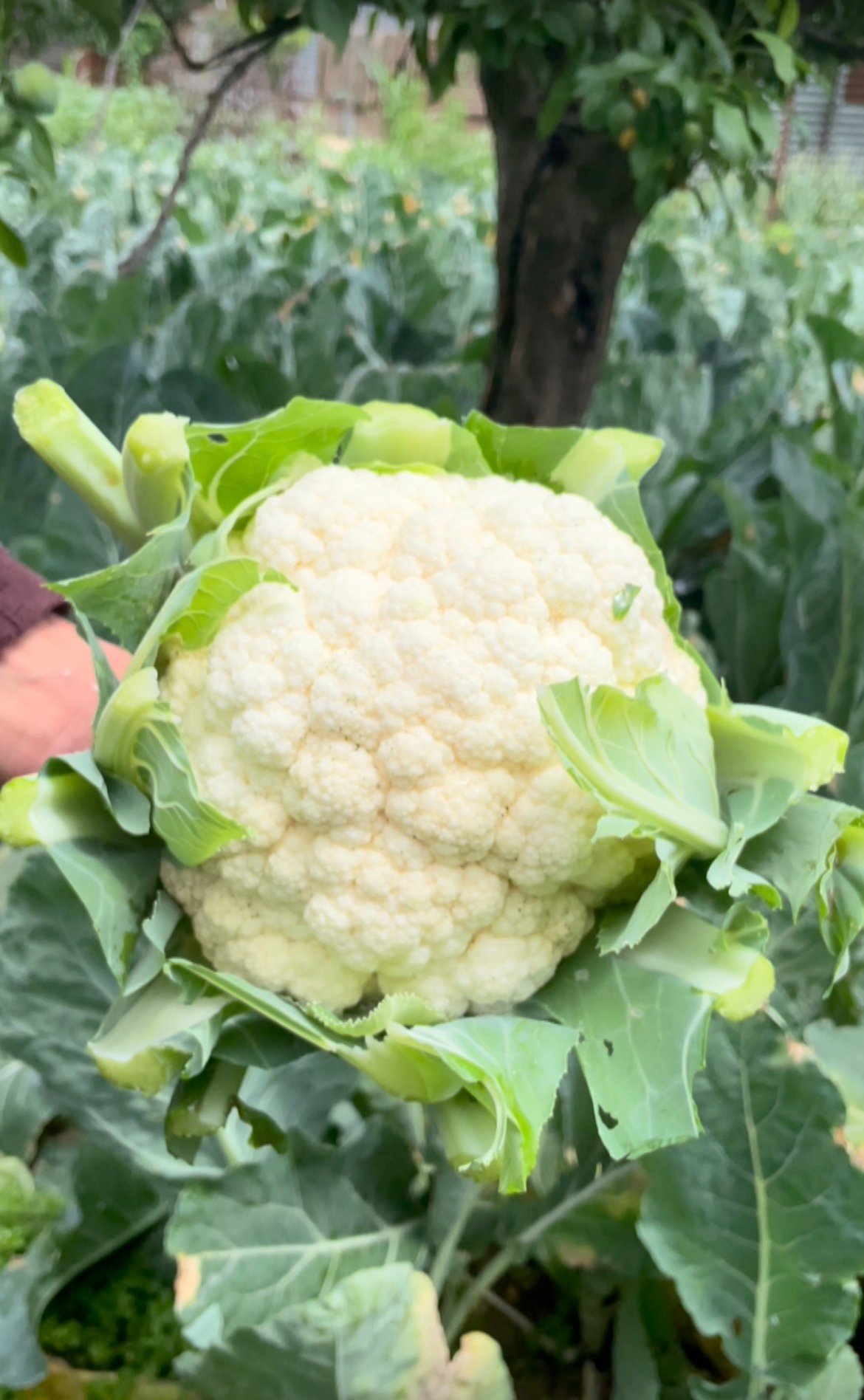 Cauliflower