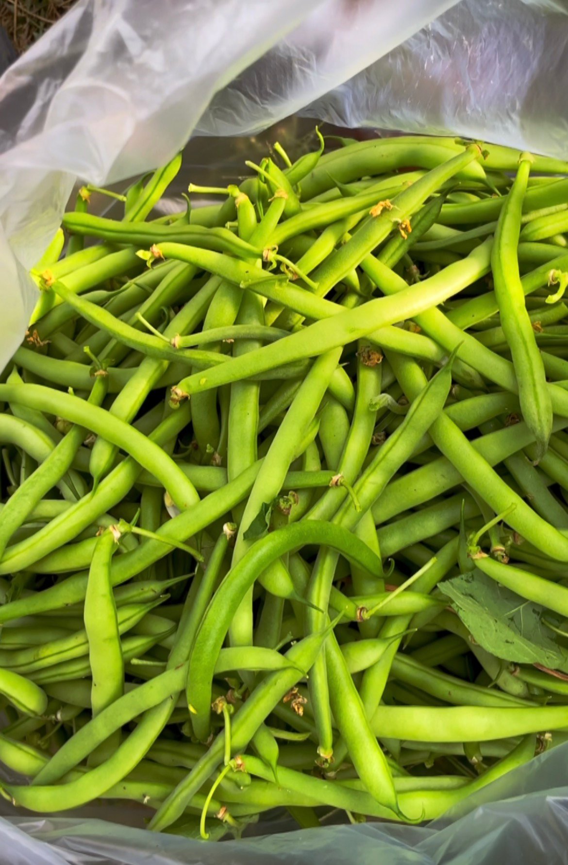 Green Beans