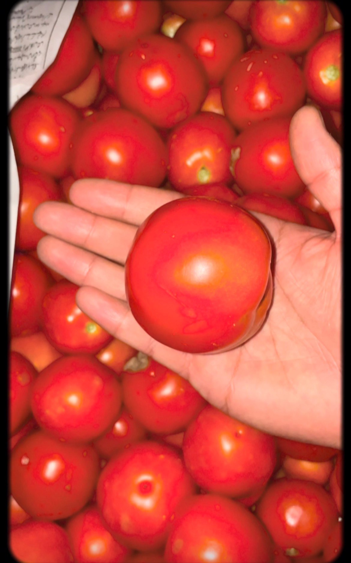 Kashmiri Tomatoes