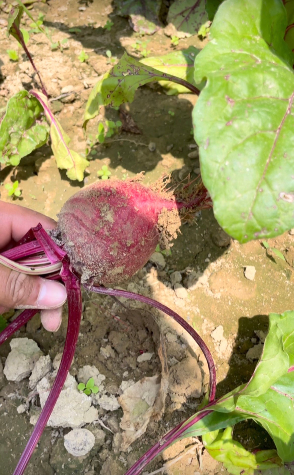 Fresh Kashmiri Beetroot